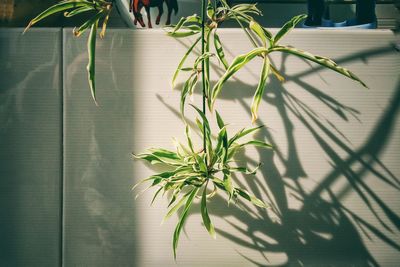 Plant against white wall