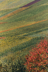 High angle view of flowering plants on field