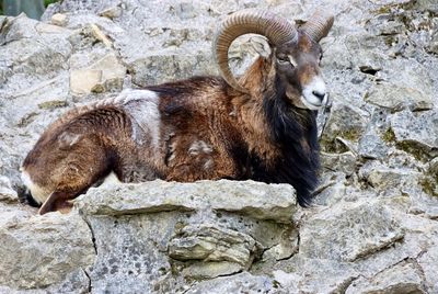 Portrait of an animal on rock