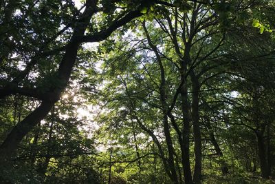 Low angle view of trees in forest