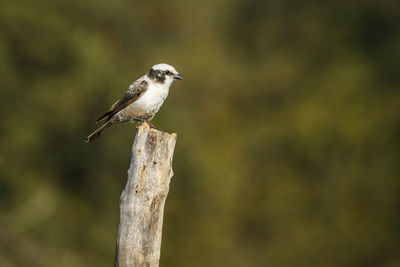 Close-up of bird perching on branch