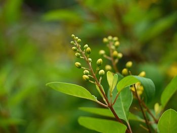 Close-up of plant