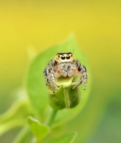 Close-up of spider