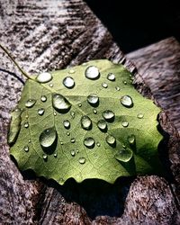 Close-up of leaf