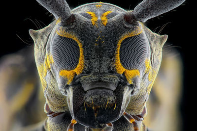 Close-up portrait of an insect