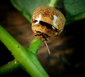 Close-up of insect on leaf