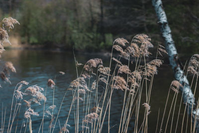 Close-up of wilted plant by lake in forest