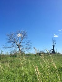 Bare tree on field against clear sky