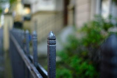 Close-up of  fence against plants in yard