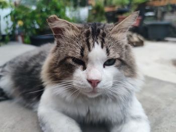 Close-up portrait of a cat