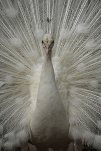 Close-up of a bird