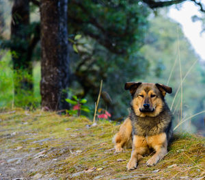 Dog looking away on field