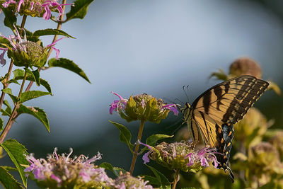 Close-up of butterfly pollinating on purple flower