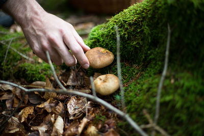 Picking edible mushrooms in germany. foraging, picking mushrooms