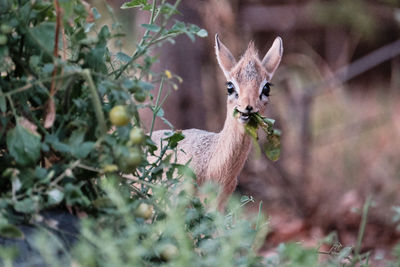 View of deer on plant