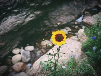 Close-up of yellow flowers blooming outdoors