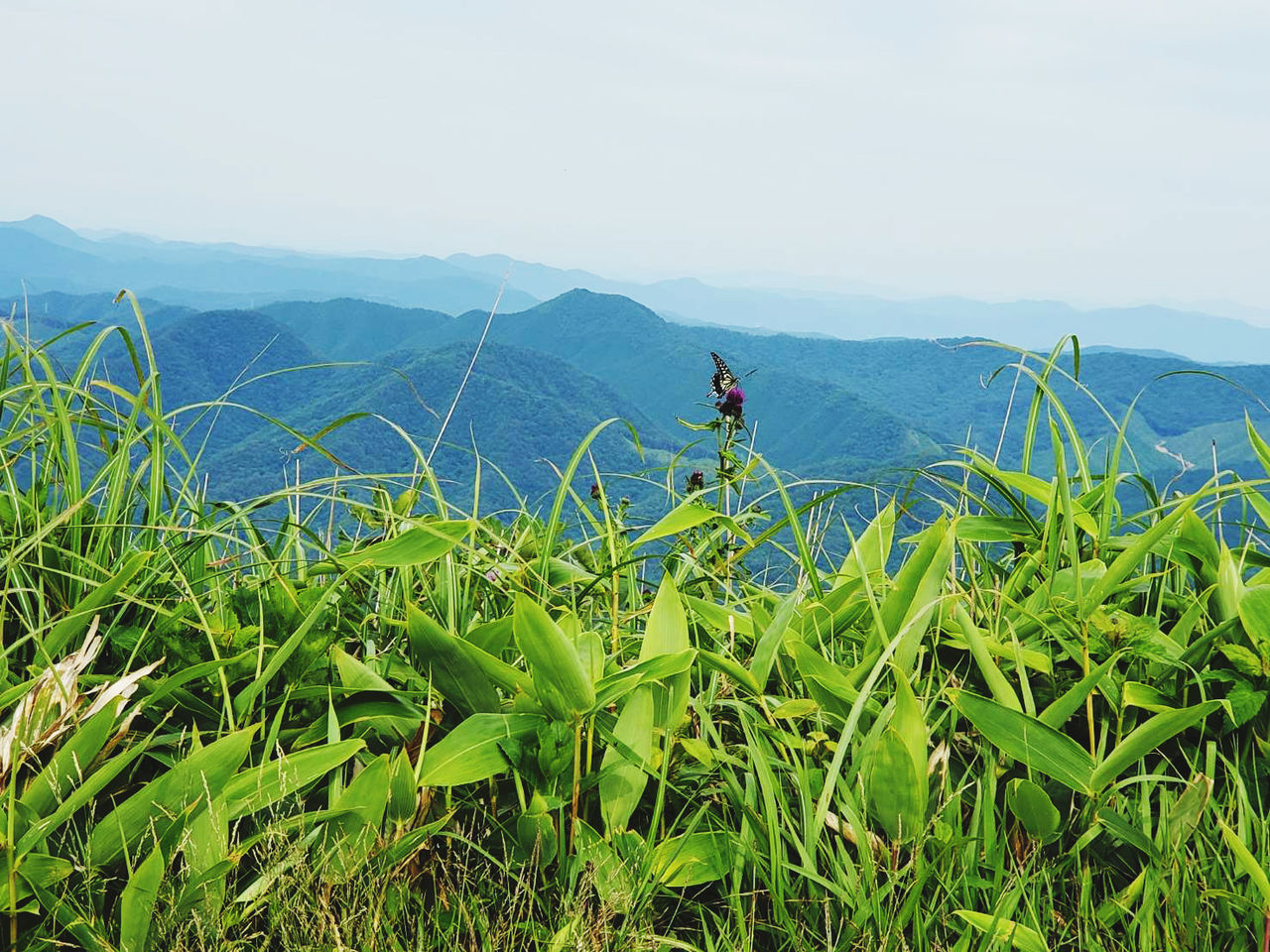 MAN ON PLANTS AGAINST MOUNTAIN RANGE