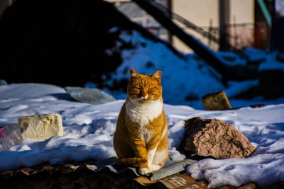 Cat sitting on rock