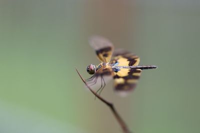 Close-up of insect on leaf