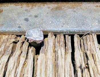 Close-up of lizard on wood