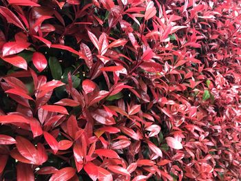 Full frame shot of red flowering plant