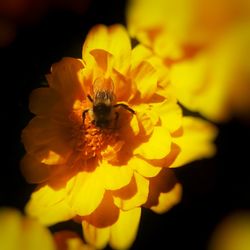 Macro shot of insect on yellow flower