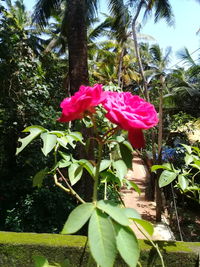 Close-up of pink flowering plant against trees