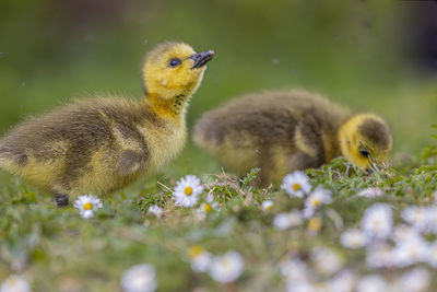 Close-up of a bird on grass