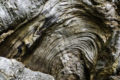 Full frame shot of tree trunk