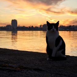 Cat sitting on a orange sunset
