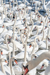 High angle view of birds on shore