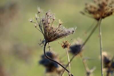 Close-up of dry flower