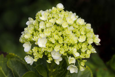 Close-up of white flowering plant