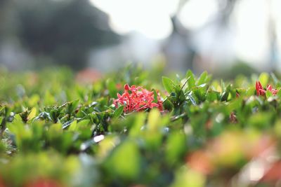 Close-up of red leaves on plant