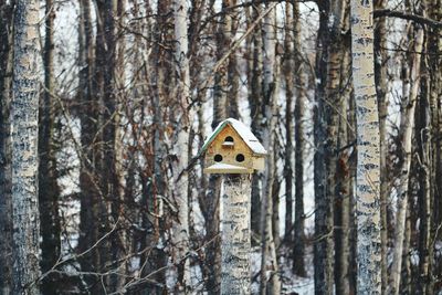 Birdhouse on tree in forest during winter