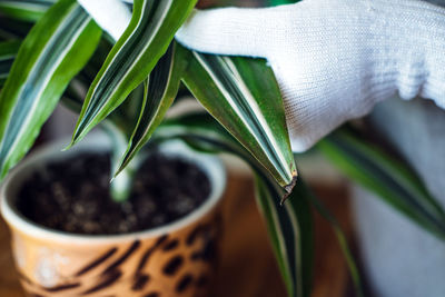 Spring indoor plant care. waking up indoor plants for spring. female hands spray and washes