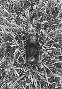 High angle view of insect on plant in field