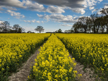 Scenic view of oilseed rape field against sky