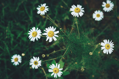 Close-up of white daisy flowers