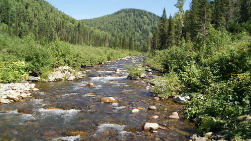Stream flowing amidst trees in forest against sky