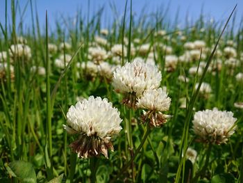 Close-up of white flowering plants on field