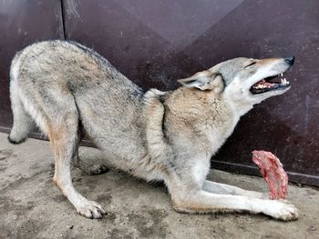 View of a dog yawning