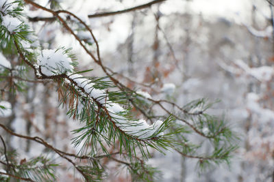 Close-up of pine tree during winter