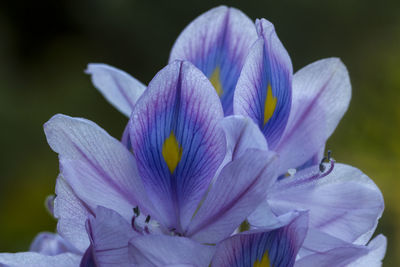 Close-up of purple crocus flower