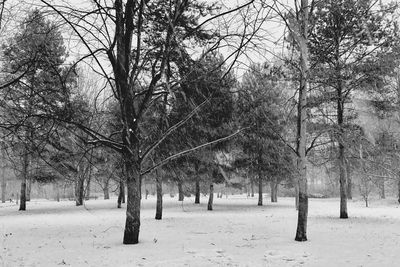 Trees on snow covered landscape