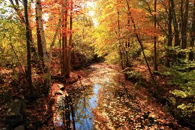 Trees in forest during autumn