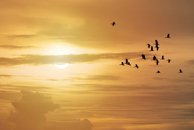 View of birds flying in sky during sunset