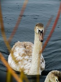 Swan swimming in lake