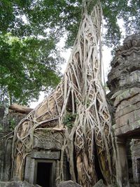 Low angle view of tree by building