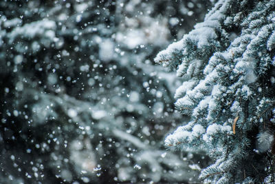 Close-up of snow covered pine tree